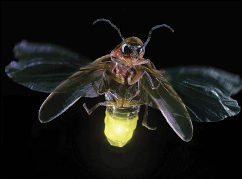 Lightning Bugs Are Native To Many Countries Around The World - Lightning Bug, Transparent background PNG HD thumbnail