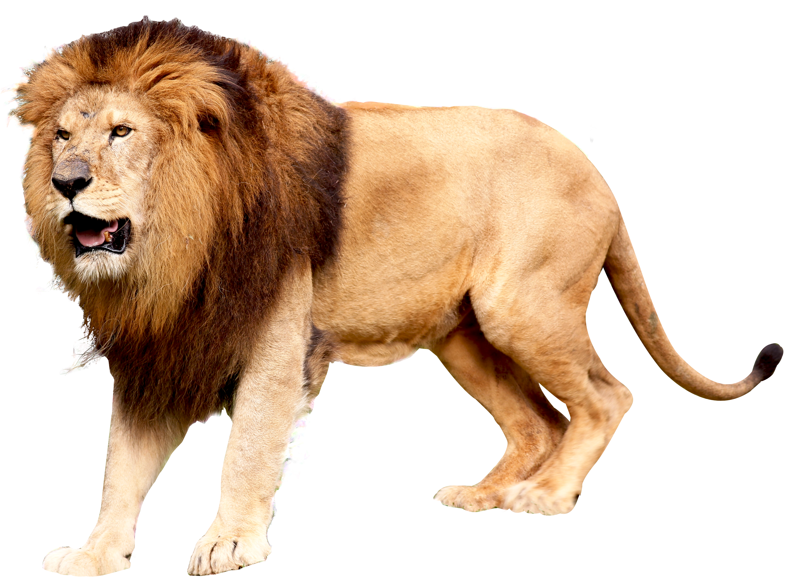 Lion roaring PNG Image - Pure