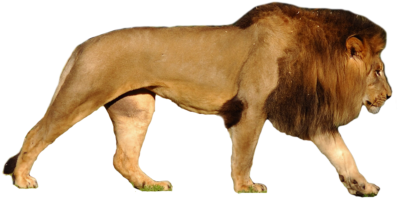 Lion And Den PNG - Lion