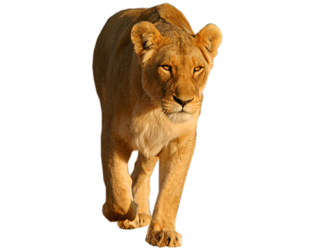 Standing Male Lion