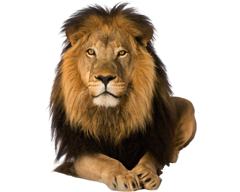 Lion Png By Kooyooss Hdpng.com  - Lion And Den, Transparent background PNG HD thumbnail