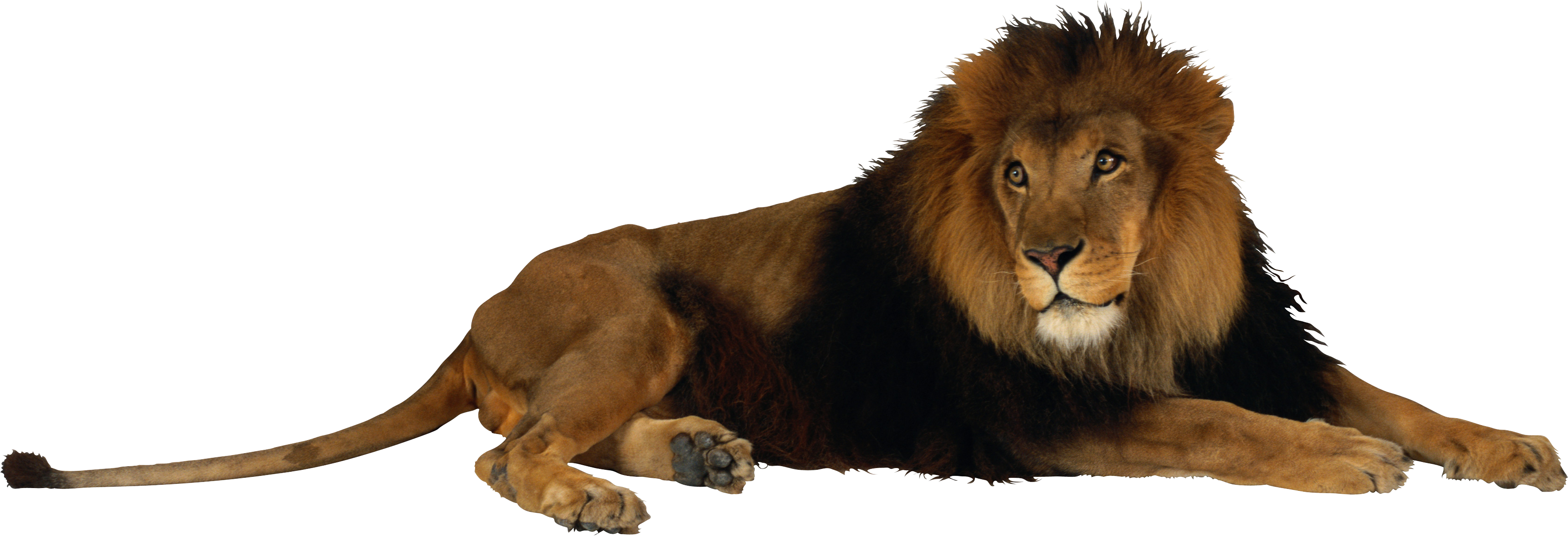 Lion roaring PNG Image - Pure