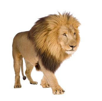 Lion Png Image, Free Image Download By Alwa3D Hdpng.com  - Lion And Den, Transparent background PNG HD thumbnail