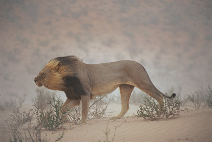 Lion - Lion Assis, Transparent background PNG HD thumbnail