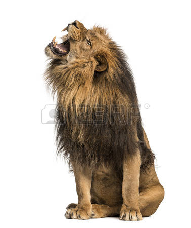 Lion Roaring, Sitting, Panthera Leo, 10 Years Old, Isolated On White Stock - Lion Assis, Transparent background PNG HD thumbnail