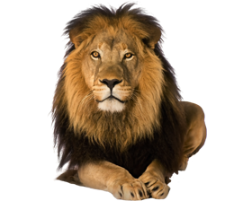 Front Face Pre Cut Lion - Lion, Transparent background PNG HD thumbnail