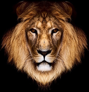 Lion Background Image Free Stock Photos Download (8,895 Free Stock Photos) For Commercial Use. Format: Hd High Resolution Jpg Images - Lion Head, Transparent background PNG HD thumbnail