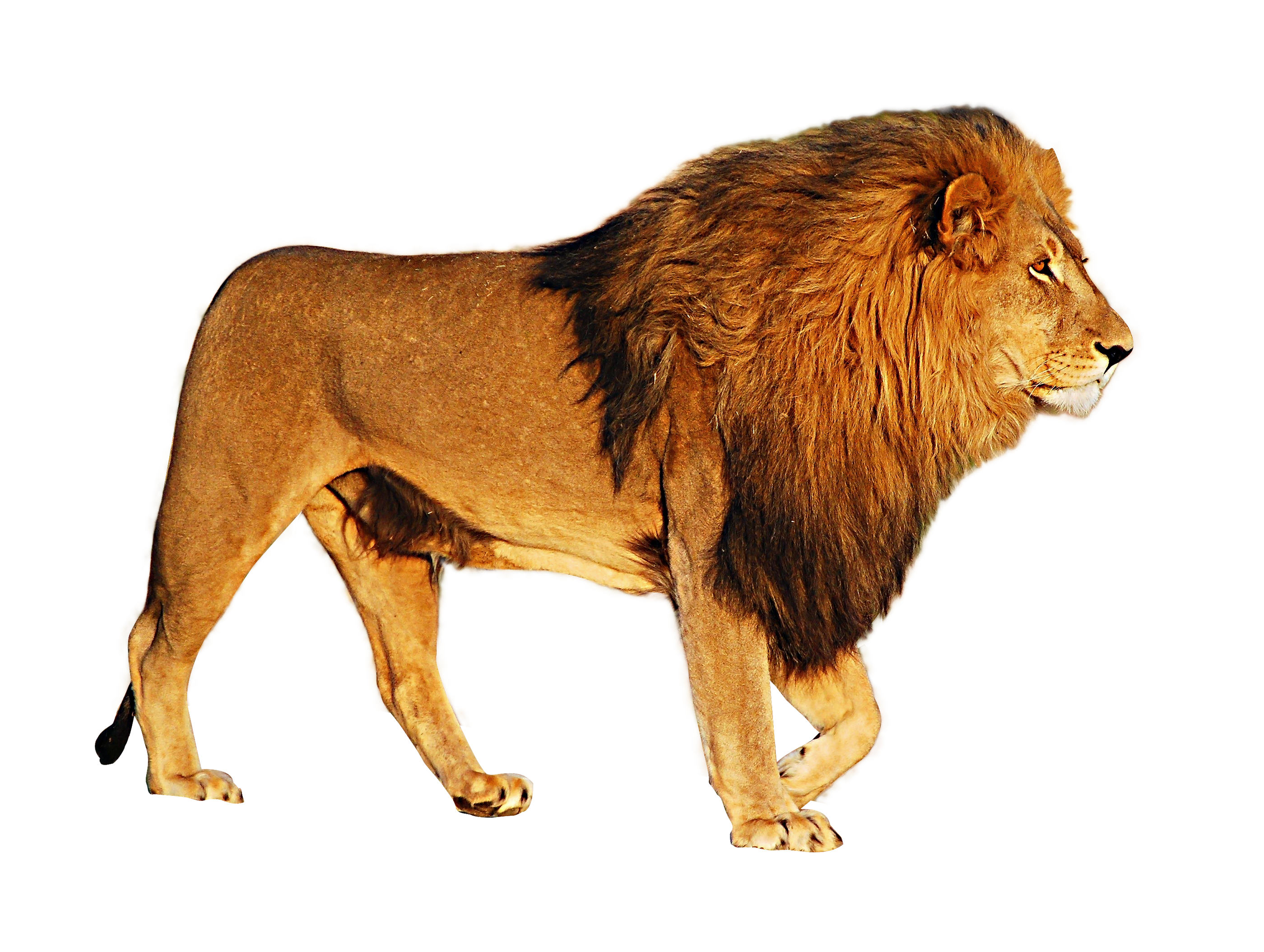 Hdpng - Lion, Transparent background PNG HD thumbnail