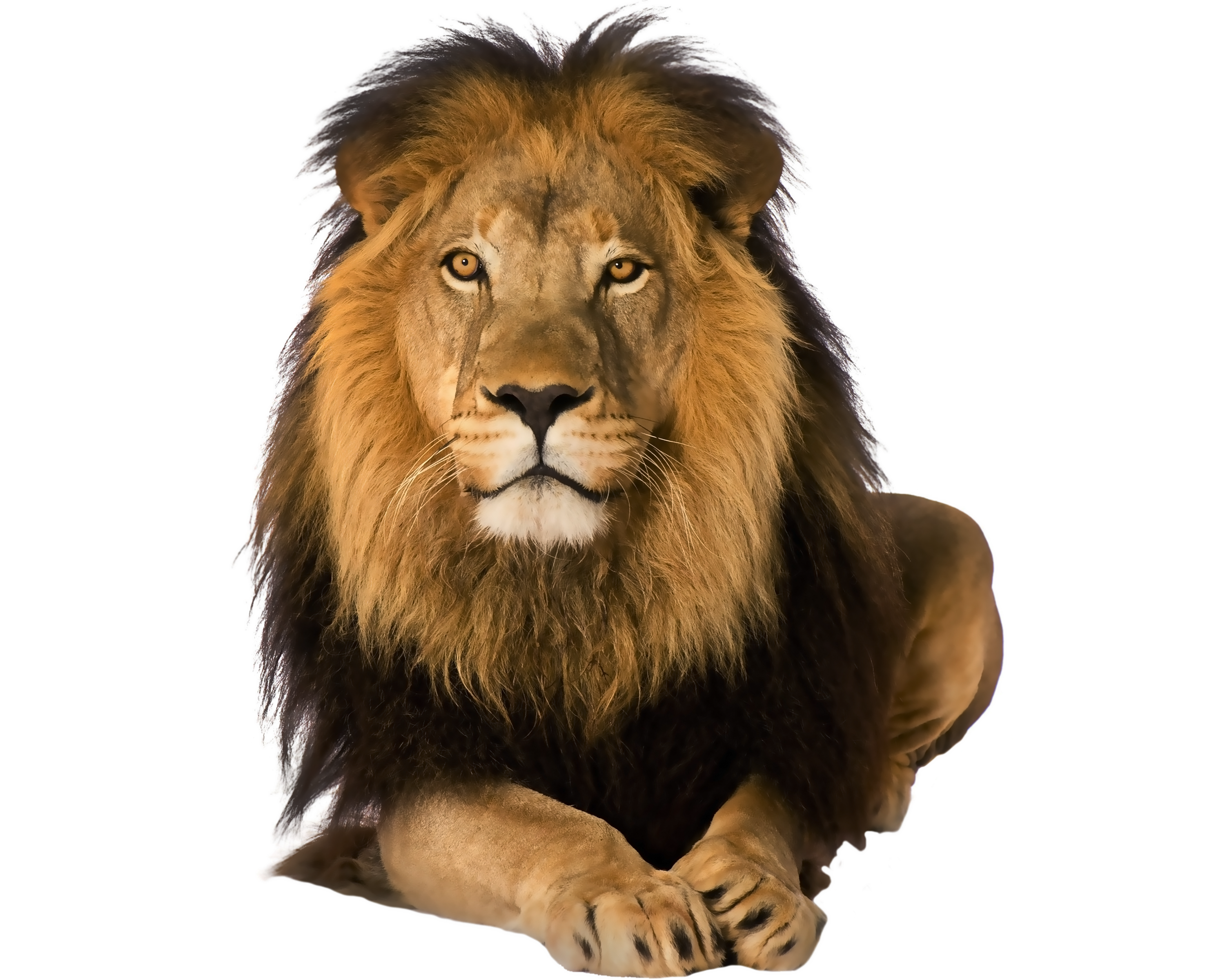 Amazing Lion Png Clipart Image #42277 - Lion, Transparent background PNG HD thumbnail