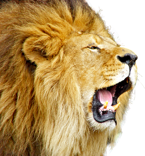 Download Lion Roar Png Image - Lion, Transparent background PNG HD thumbnail