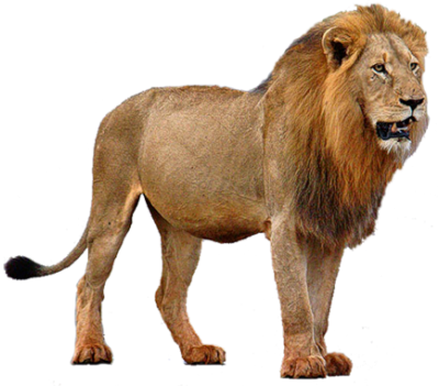 Lion Png - Lion, Transparent background PNG HD thumbnail