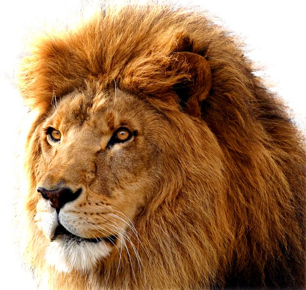 Lion Png Image, Free Image Download, Picture, Lions | Monster Project | Pinterest | Free Images Download, Lions And Male Lion - Lion, Transparent background PNG HD thumbnail