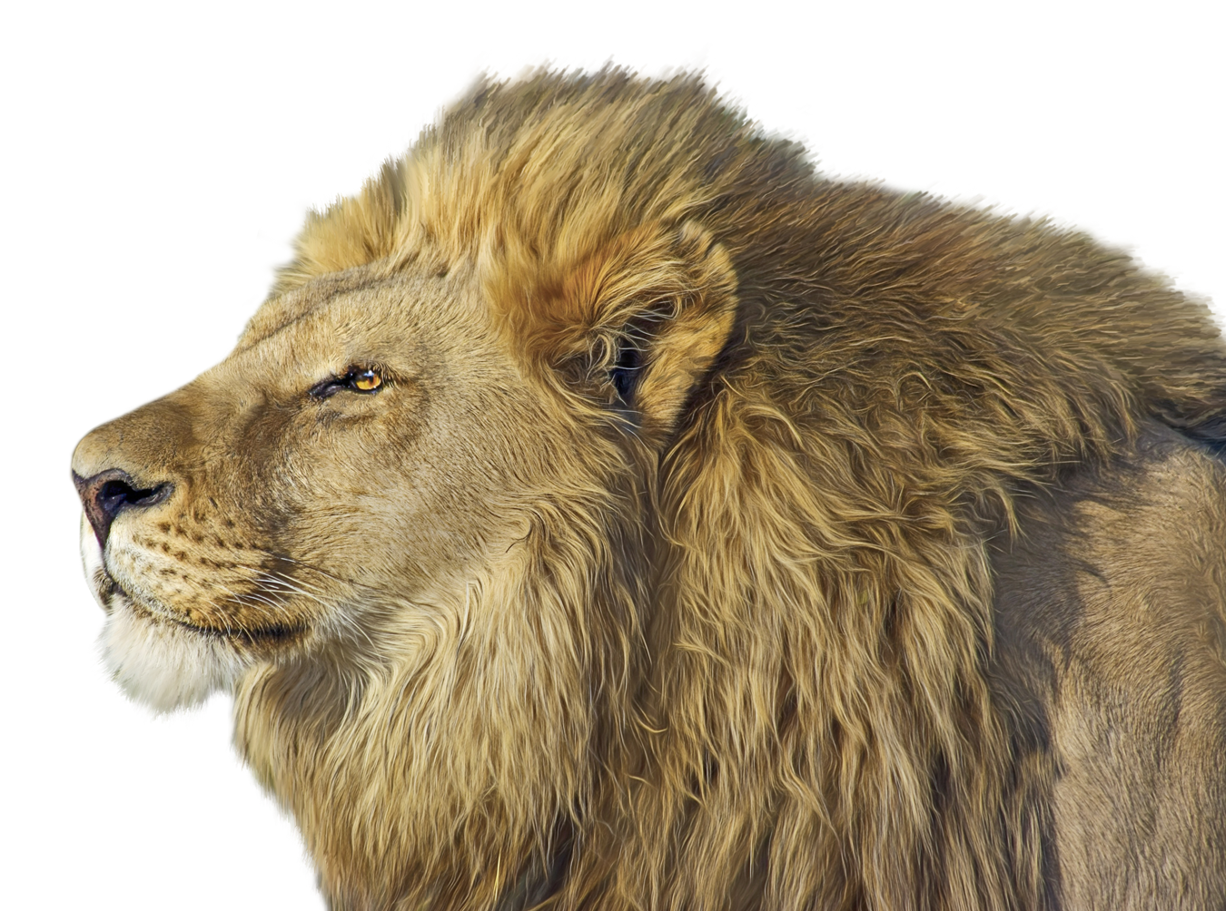 Lion Png Transparent Image - Lion, Transparent background PNG HD thumbnail