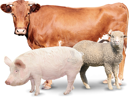 Stock Show Animals Clipart #1