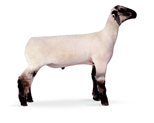 Image About Product Lamb - Livestock Show Animal, Transparent background PNG HD thumbnail