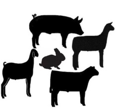 Stock Show Animals Clipart #1 - Livestock Show Animal, Transparent background PNG HD thumbnail