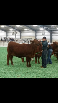 The Southside Ffa Has Just Wrapped Up The Animal Portion Of The San Antonio Stock Show And Rodeo. This Is The Largest Junior Livestock Show In The World Hdpng.com  - Livestock Show Animal, Transparent background PNG HD thumbnail