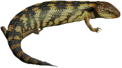 Lizard PNG Transparent Image