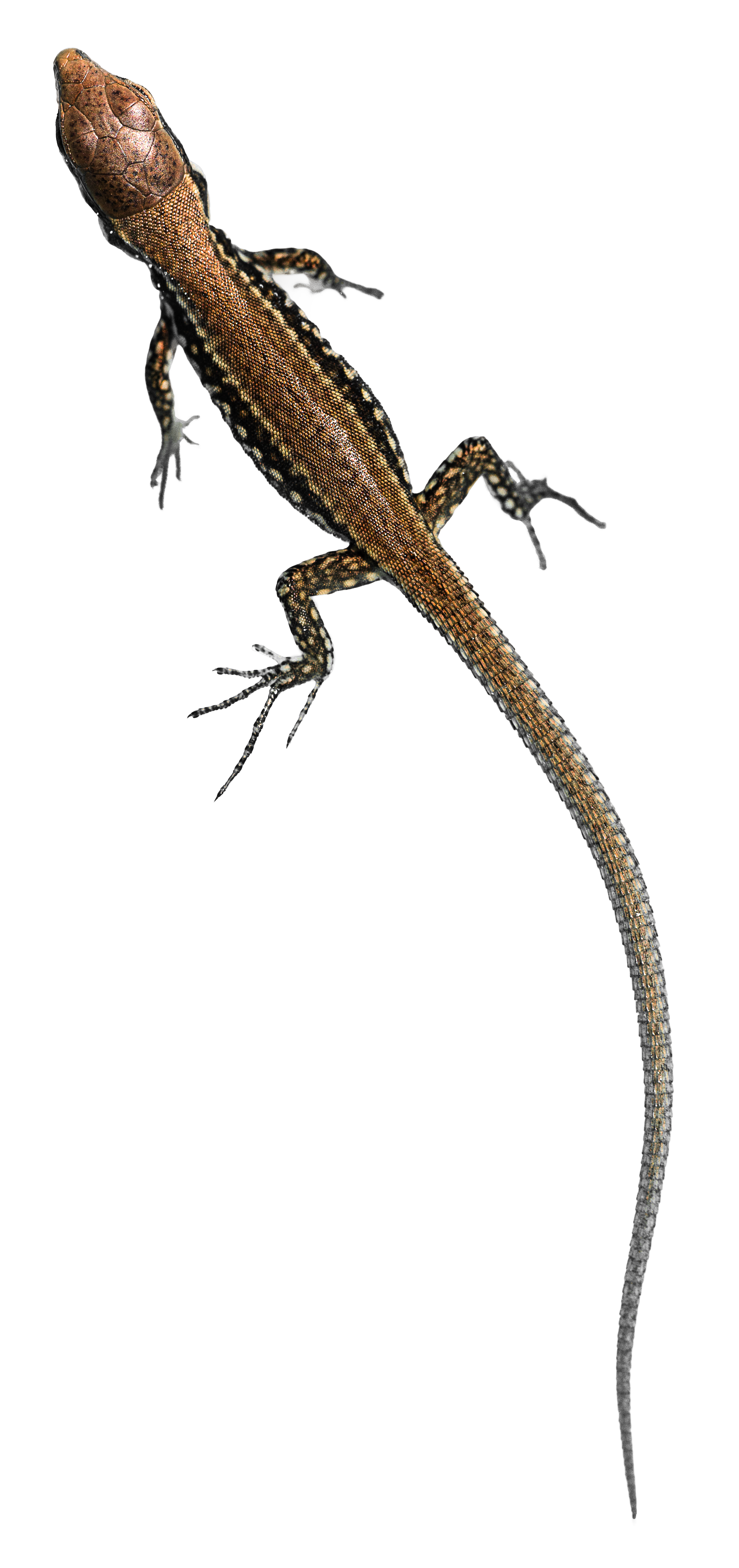 File:young Common Wall Lizard (Podarcis Muralis).png - Lizard, Transparent background PNG HD thumbnail
