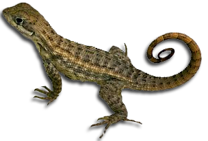 Lizard Png - Lizard, Transparent background PNG HD thumbnail
