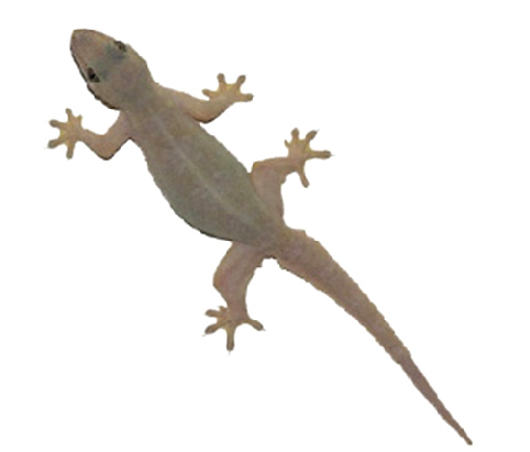 Pest Library Lizard - Lizard, Transparent background PNG HD thumbnail