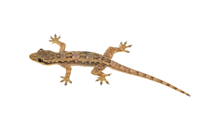 Png 420X279 Lizard With Clear Background - Lizard, Transparent background PNG HD thumbnail