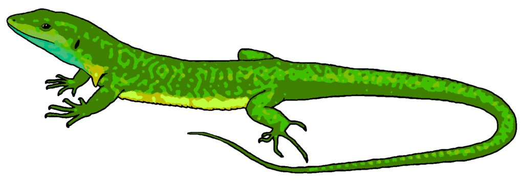 Green Lizard Clipart By Misterbug Hdpng.com  - Lizards, Transparent background PNG HD thumbnail