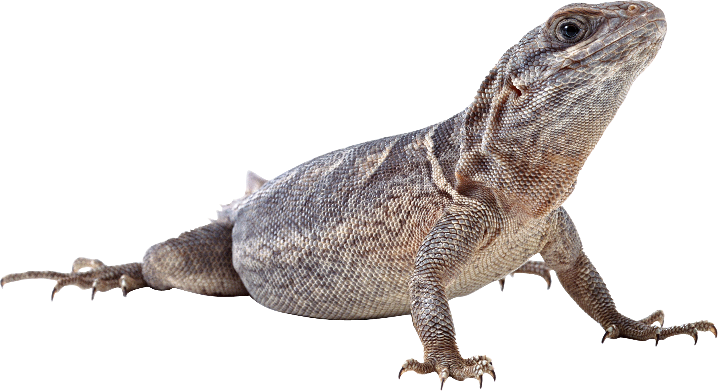 File:Yunnan lizards - cutted 