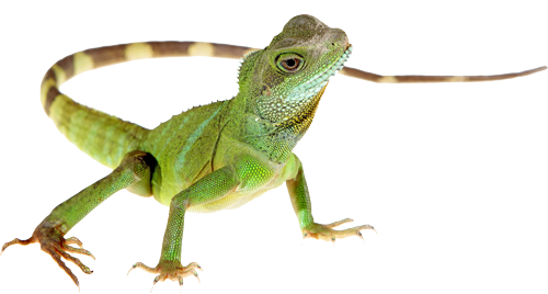 Green Lizard Clipart by Miste