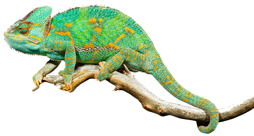 Reptiles For Sale At Reptiles By Mack - Lizards, Transparent background PNG HD thumbnail