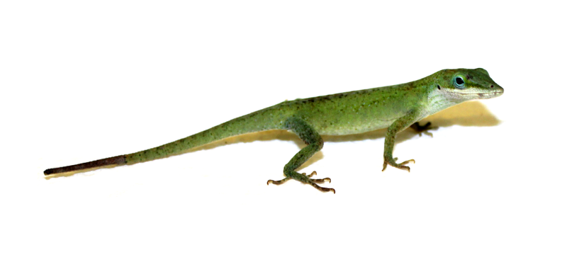 Researchers Discover How Lizards Regenerate Their Tails - Lizards, Transparent background PNG HD thumbnail
