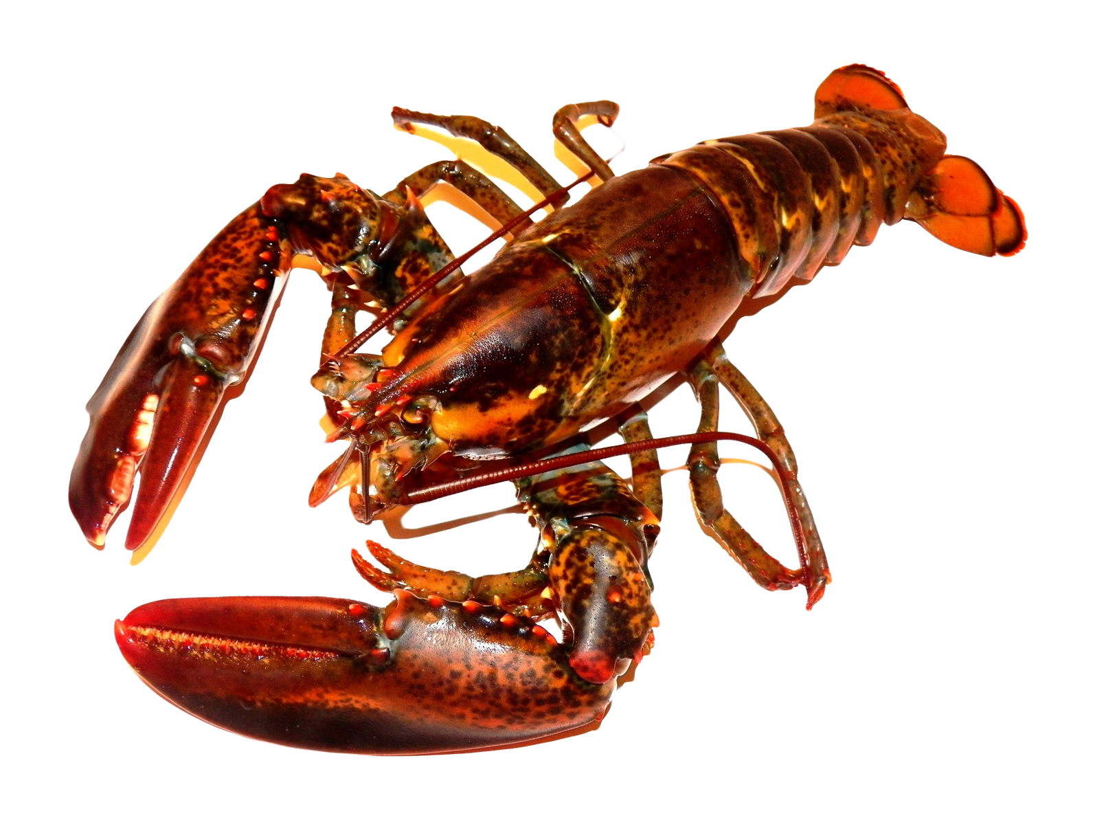 Lobster Hd Png Hdpng.com 1594 - Lobster, Transparent background PNG HD thumbnail