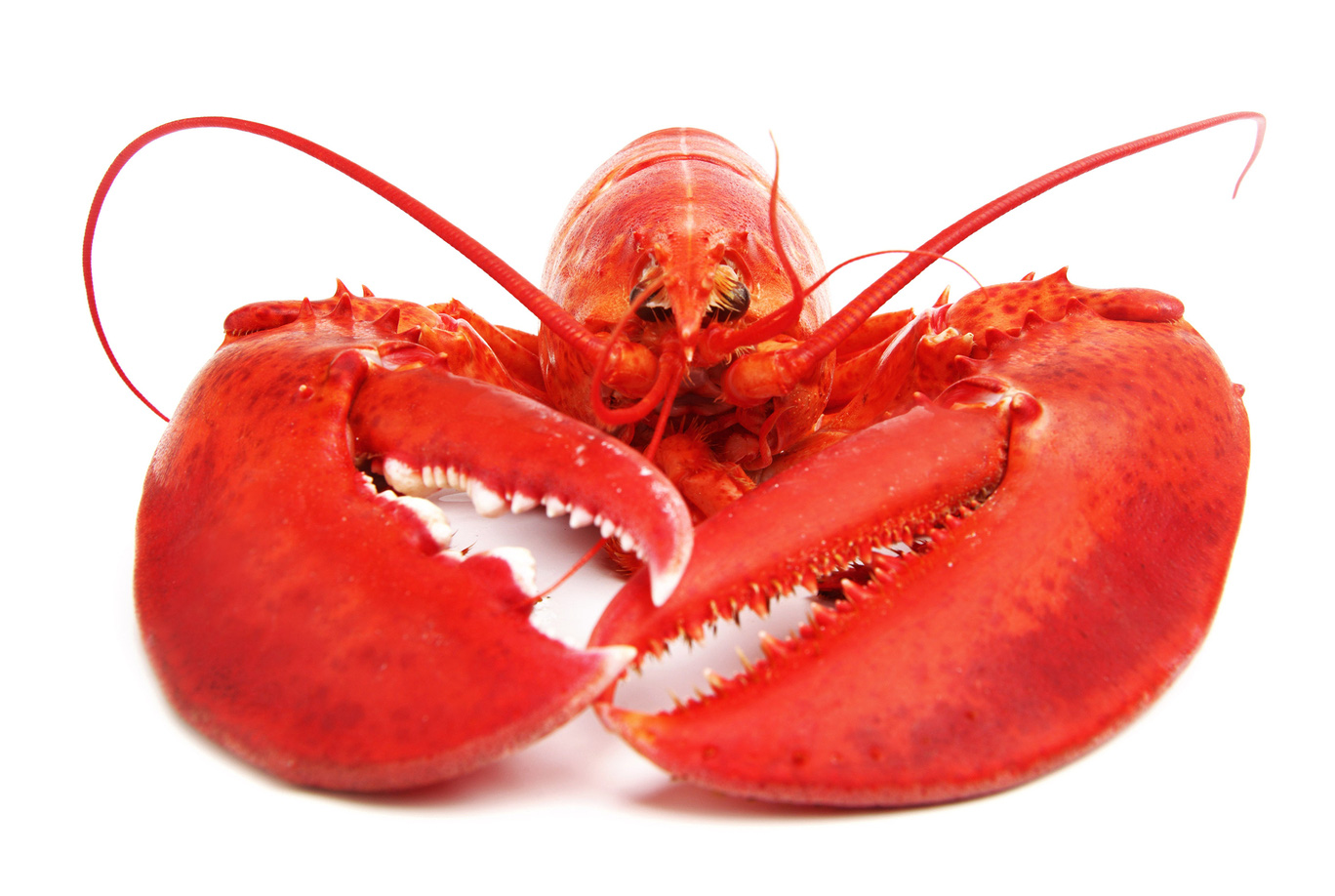19B00F4.png - Lobster, Transparent background PNG HD thumbnail