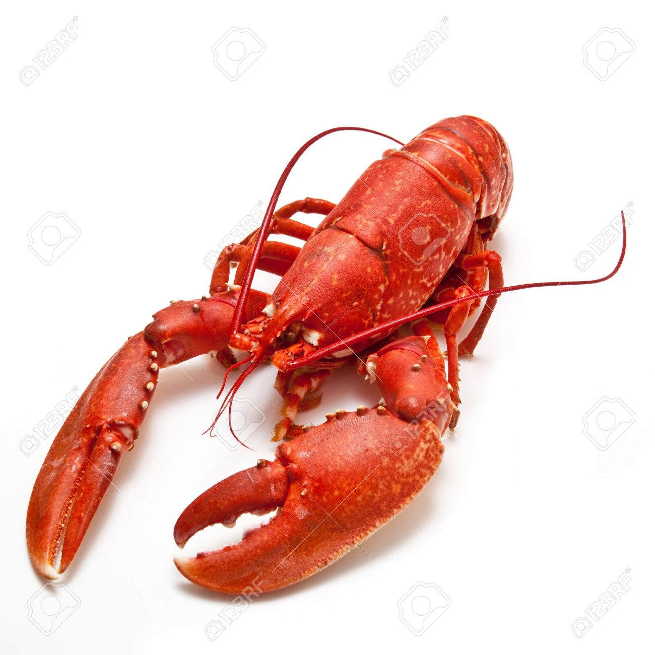 56398Ea.png - Lobster, Transparent background PNG HD thumbnail