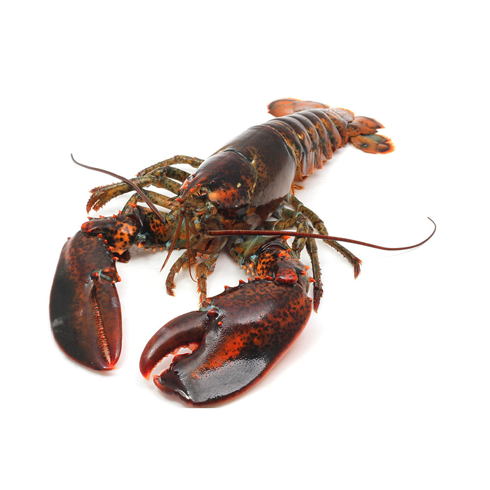 9C4Cff1.png - Lobster, Transparent background PNG HD thumbnail