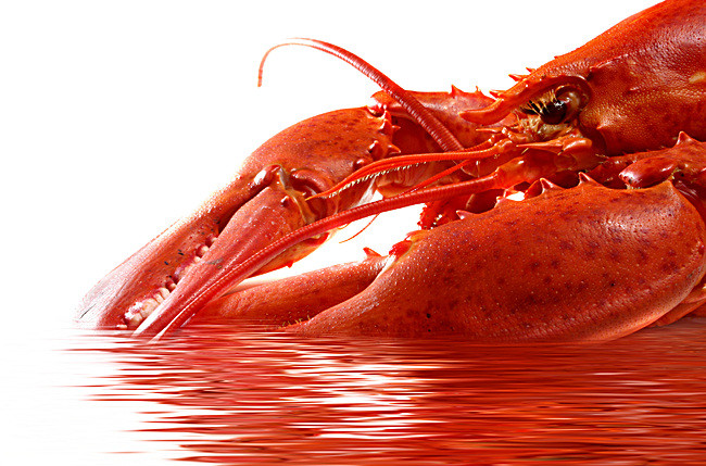 Bright Red Lobster,hd - Lobster, Transparent background PNG HD thumbnail