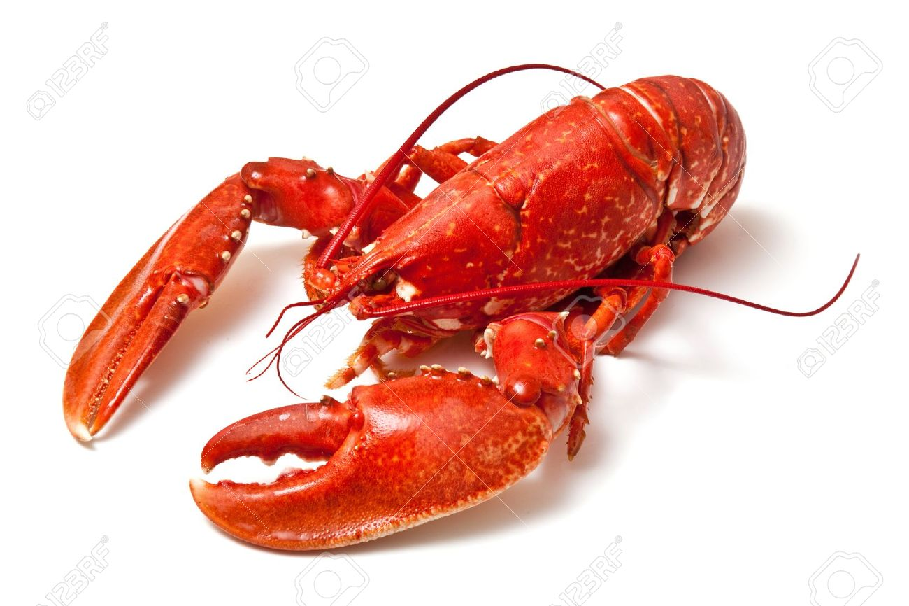 D69E789.png - Lobster, Transparent background PNG HD thumbnail