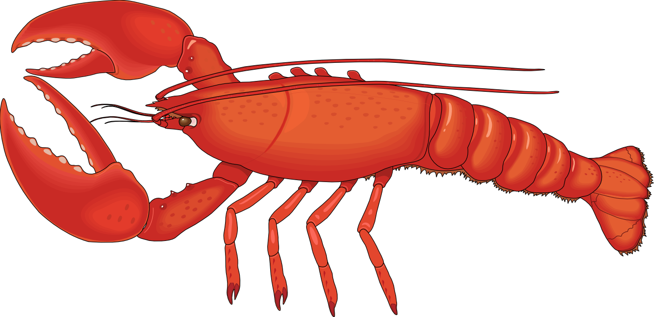 Download - Lobster, Transparent background PNG HD thumbnail