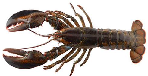 Live Maine Lobsters - Lobster, Transparent background PNG HD thumbnail