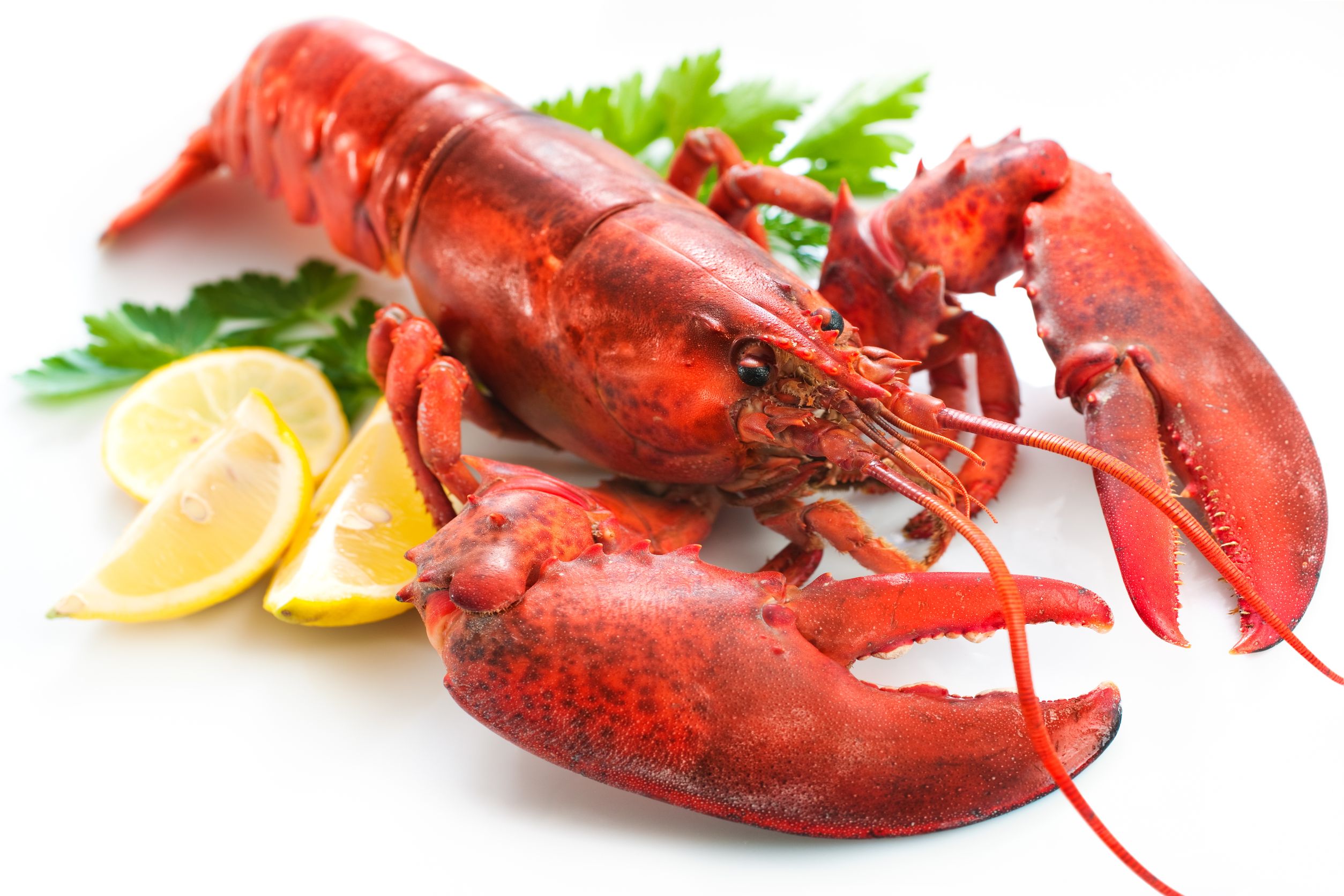 Lobster From West Coast Fish - Lobster, Transparent background PNG HD thumbnail