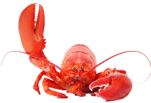 Lobster Png - Lobster, Transparent background PNG HD thumbnail