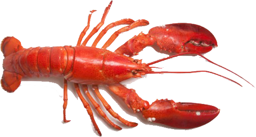 Lobster Png - Lobster, Transparent background PNG HD thumbnail