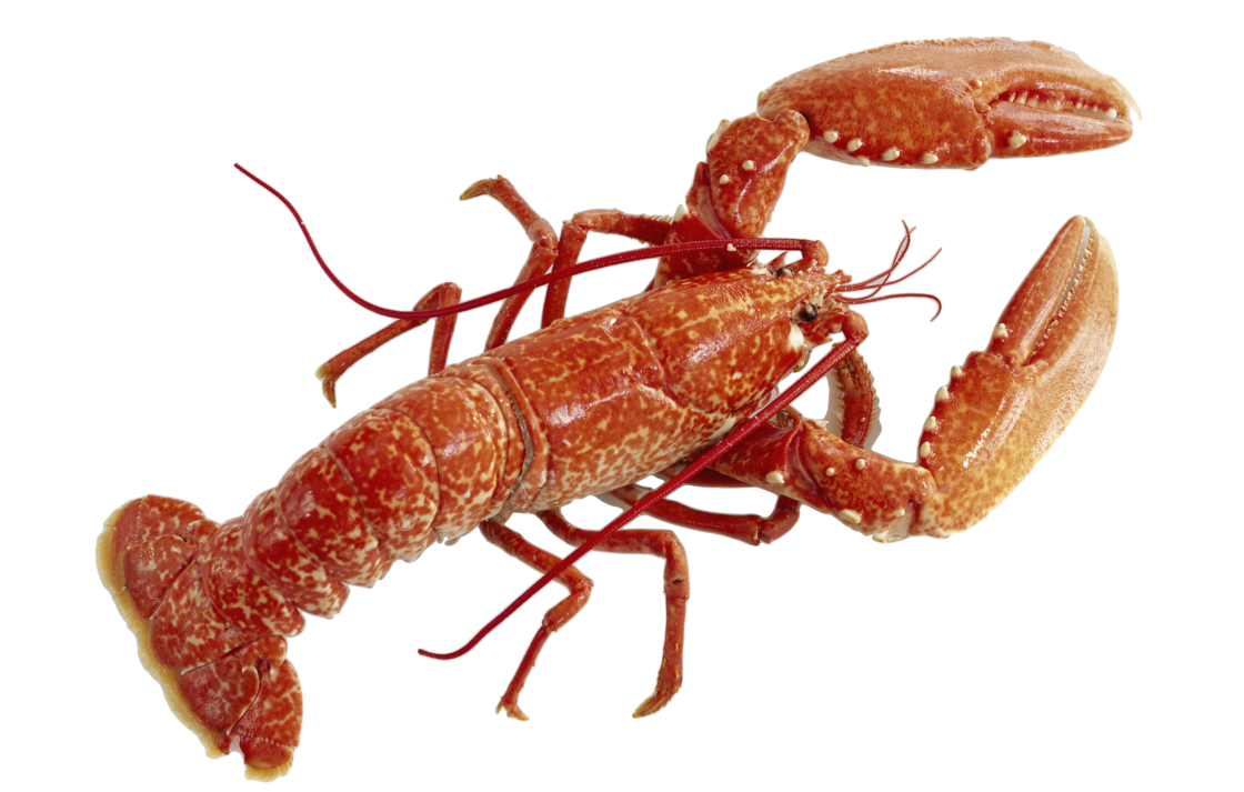 Lobster Png By Absurdwordpreferred Hdpng.com  - Lobster, Transparent background PNG HD thumbnail
