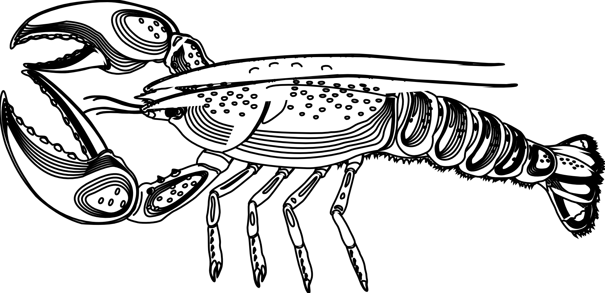Clipart lobster