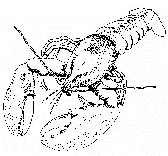 lobster clipart black and whi