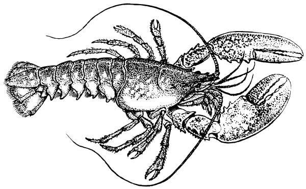 Lobster Clipart - Lobster Black And White, Transparent background PNG HD thumbnail