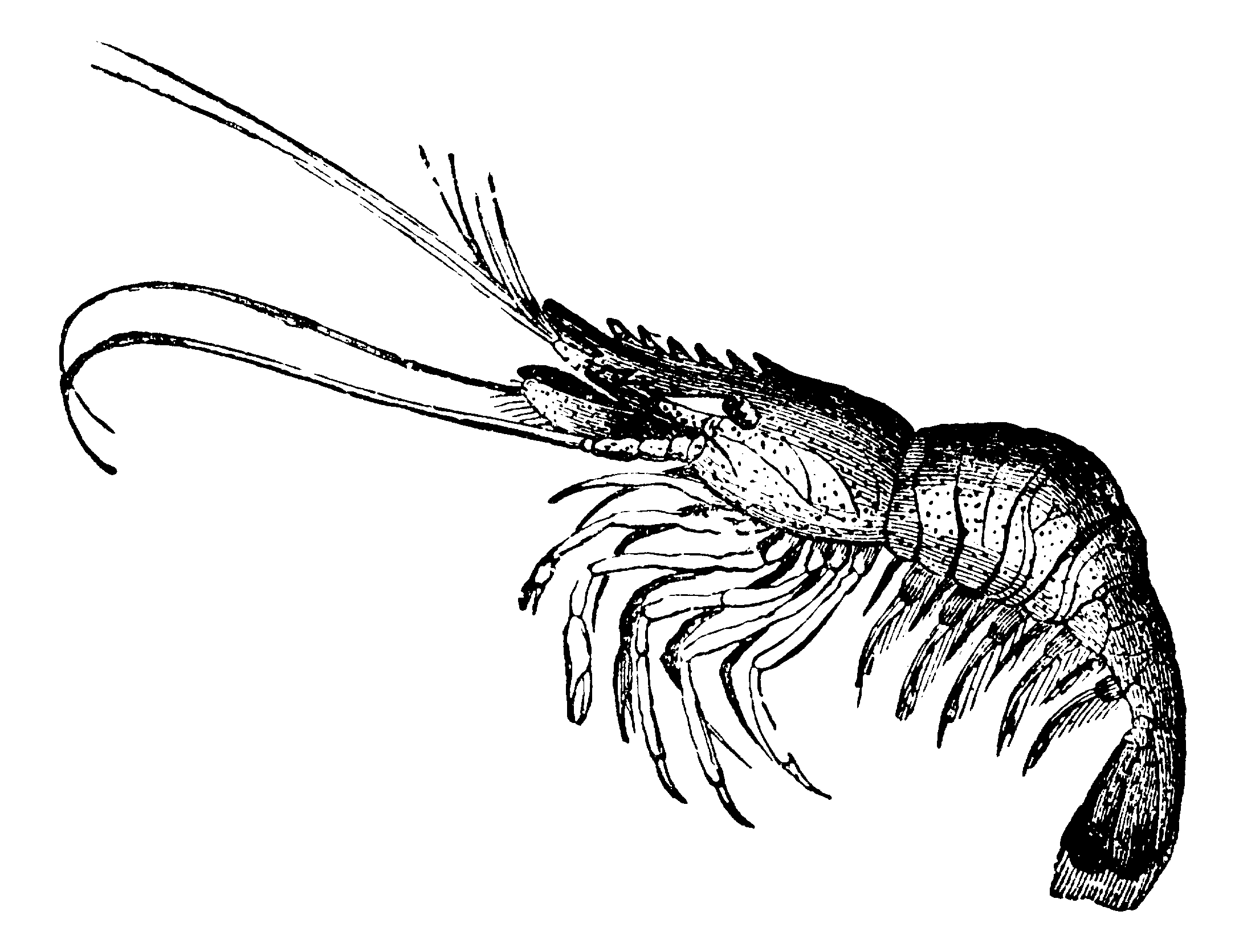 More Resources About Marine Arthropods | The Shape Of Life | The Story Of The Animal Kingdom - Lobster Black And White, Transparent background PNG HD thumbnail
