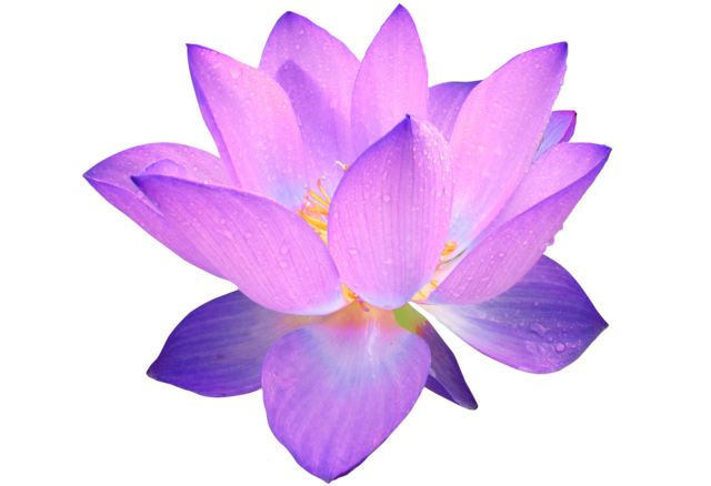 File:purple Lotus Flower.png - Lotus Flower, Transparent background PNG HD thumbnail