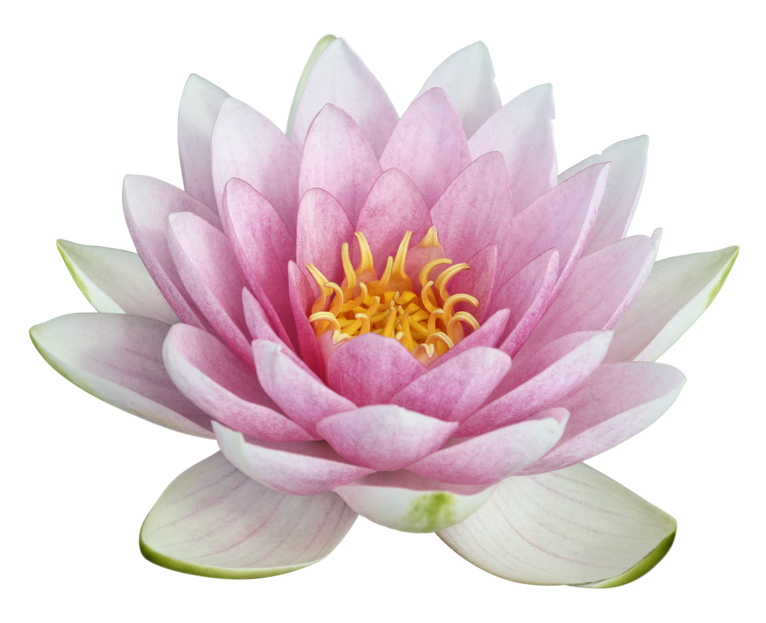 For Hdpng.com  - Lotus Flower, Transparent background PNG HD thumbnail