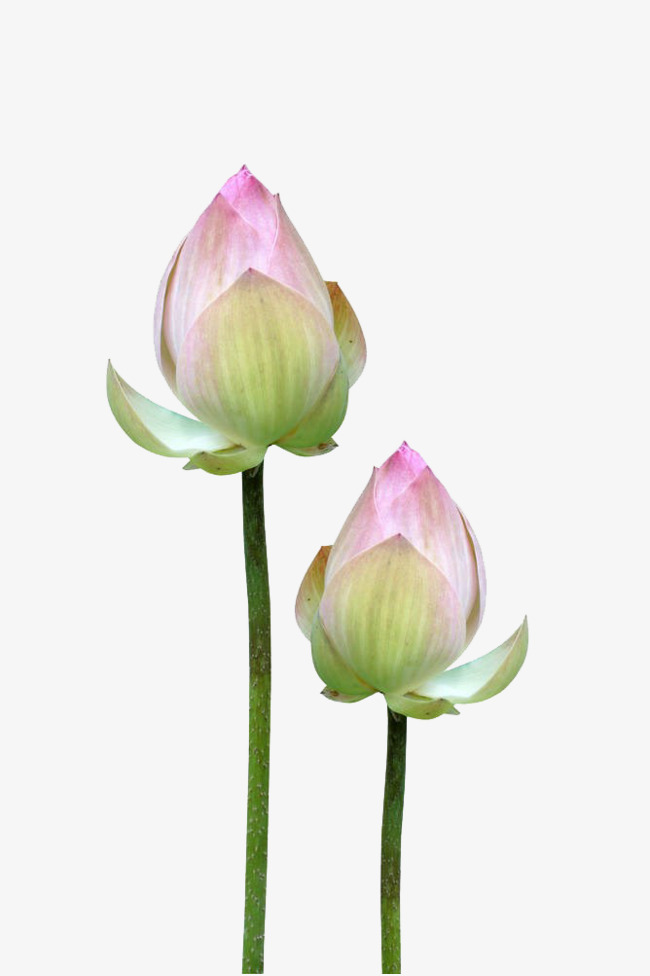 Lotus Flower Buds, In Kind, Budding Free Png Image - Lotus Flower, Transparent background PNG HD thumbnail